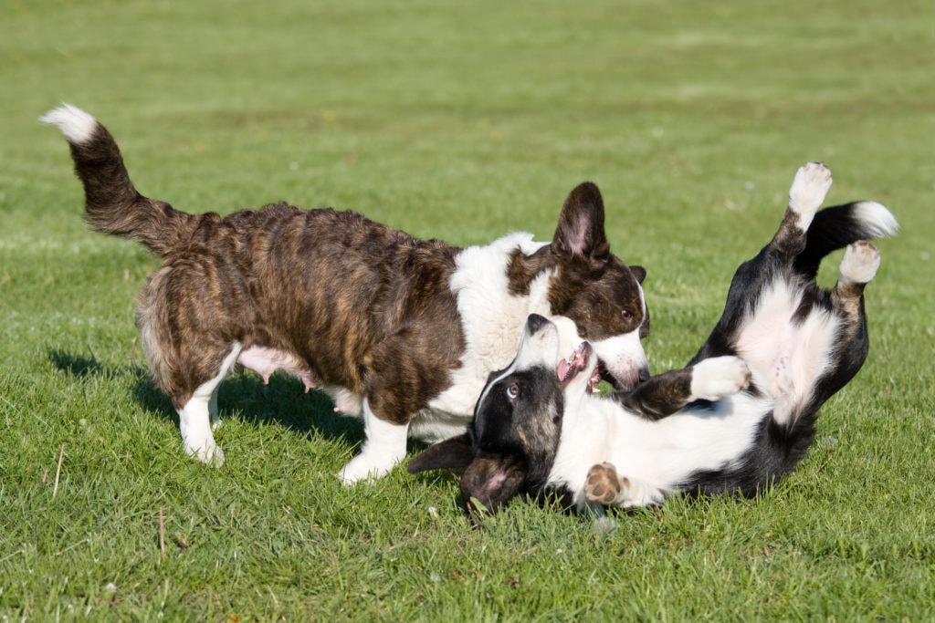 Two corgi's are playing together
