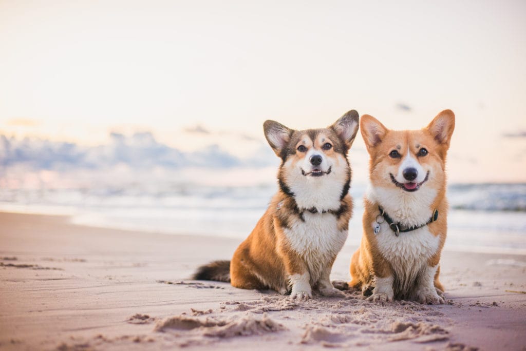 two pembroke corgies sitting with each other at the beach.Before and after a spay or neuter surgery, socialisation is so important for your pup.