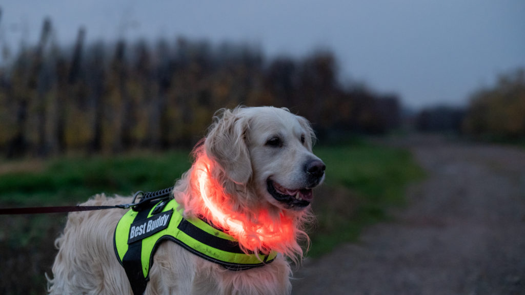 Golden retriever showing off a light up collar and a high vis harness