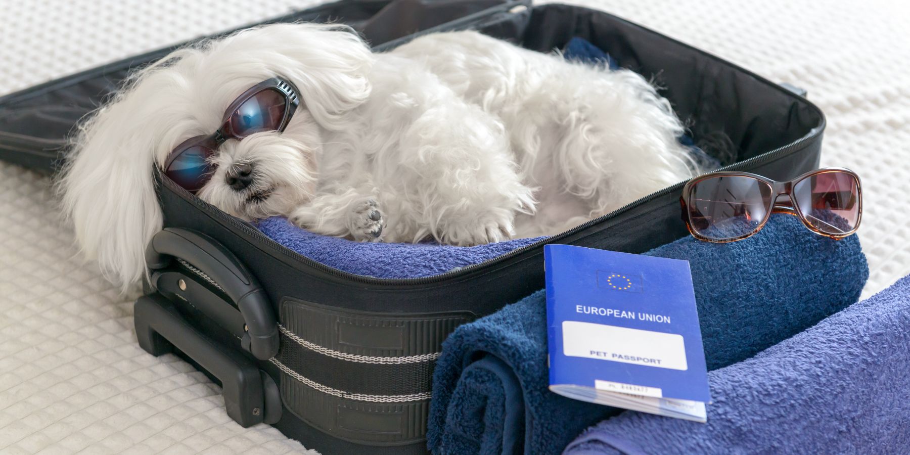 Traveling with Your Pup? These 15 Products Make It Easier